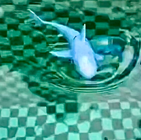 RC Shark water based remote controlled toy
